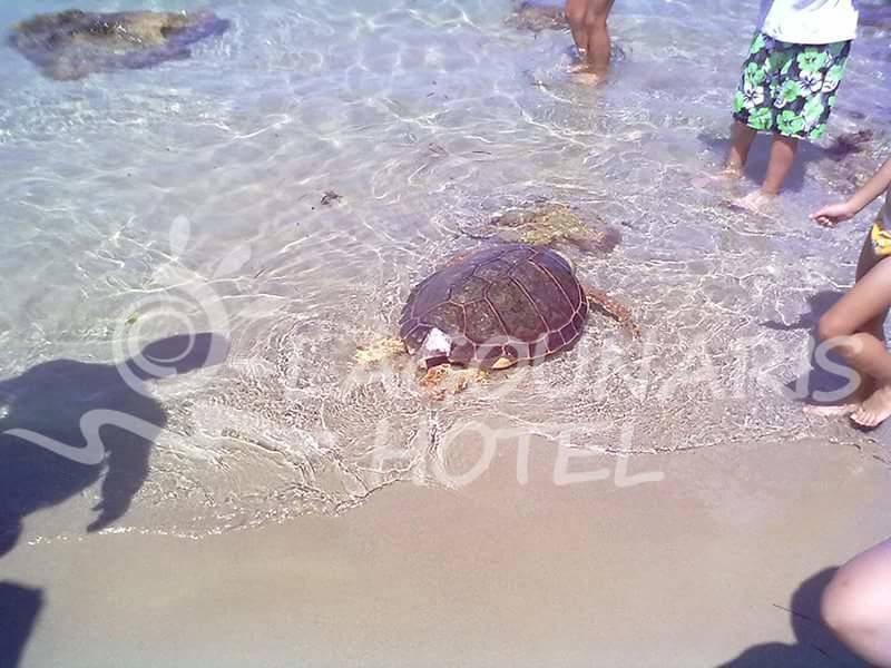 Hotel Lagounaris Beach Alykes (Zakynthos)